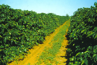 Slide Picture - Go to the link on this page entitled Read in English for a detailed description