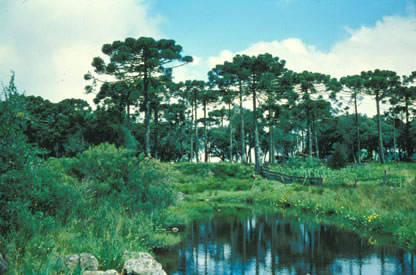 Slide Picture - Go to the link on this page entitled Read in English for a detailed description