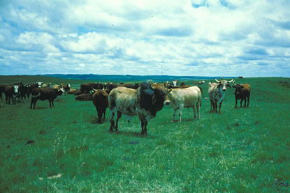 Slide Picture - Go to the link on this page entitled Read in English for a detailed description