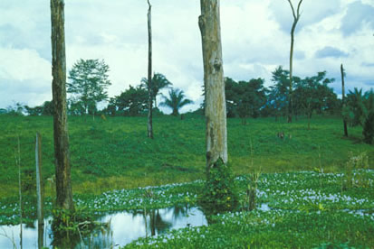 Slide Picture - Go to the link on this page entitled Read in English for a detailed description