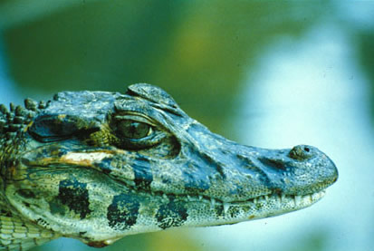 Slide Picture - Go to the link on this page entitled Read in English for a detailed description